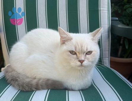 British shorthair kızımıza eş