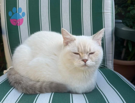 British shorthair kızımıza eş