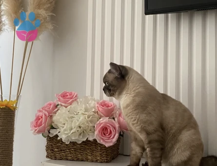 British Shorthair 2 Yaşında Eş Arıyor