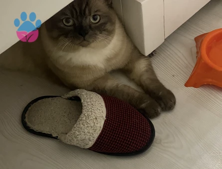 British Shorthair 2 Yaşında Eş Arıyor