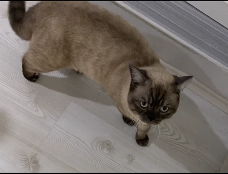 British Shorthair 2 Yaşında Eş Arıyor - 118969382