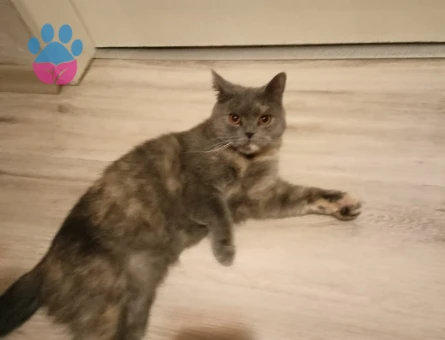 Kızıma eş arıyorum