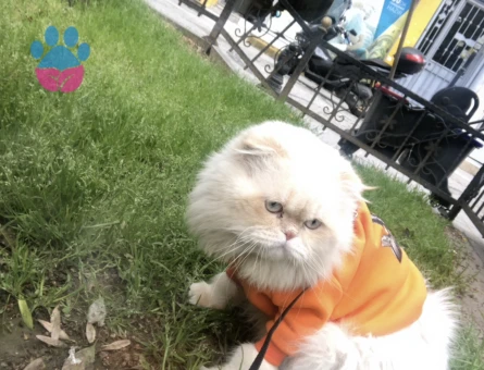 Anneden iran babadan scotish fold prensime (1 yaşında) eş arıyorum