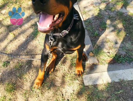 Oğlum Jack e kız arkadaş arıyoruz