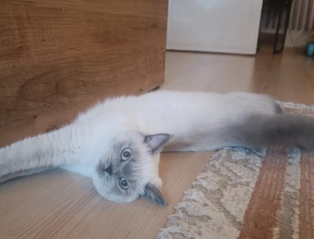 Dişi British Shorthair Blue Point kızımız Dida eş arıyor - 118977549