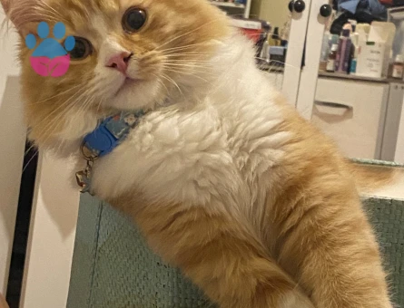 Oğlumuza dişi arkadaş arıyoruz