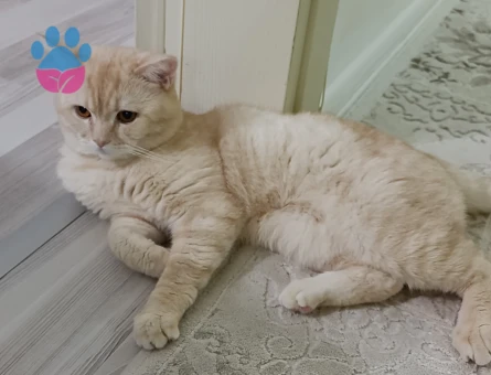 Erkek Kedimize Dışı Eş Arıyoruz