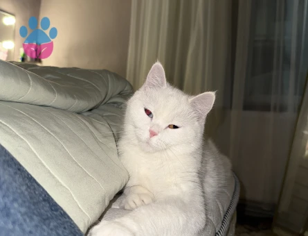 1 Yaşında Van Kedisi Eş Arıyor