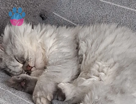 Persian 1 Yaşında Erkek Kızgınlıkta