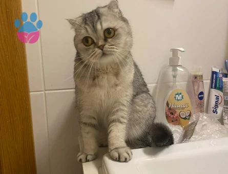 British shorthair dişime erkek arıyorum