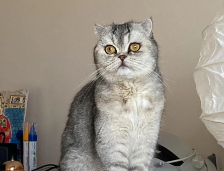 British shorthair dişime erkek arıyorum - 118984018