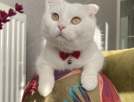 Scottish Fold Kedime British Eş Arıyorum - 118970011