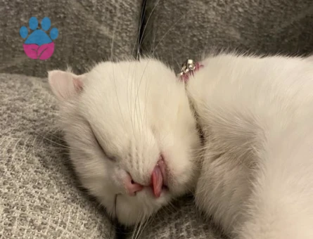 Scottish Fold Kedime British Eş Arıyorum