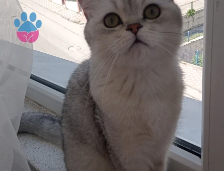 British Shorthair İyi huylu Oğluma Eş Arıyorum
