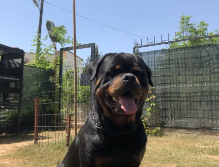 A scr’li Macar Koca Kafa Erkek Rottweiler Eş Arıyor - 118970030