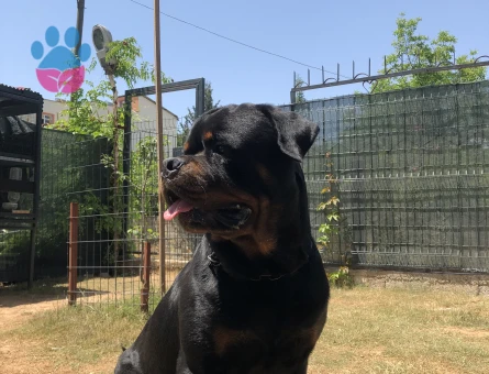 A scr’li Macar Koca Kafa Erkek Rottweiler Eş Arıyor