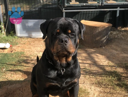 A scr’li Macar Koca Kafa Erkek Rottweiler Eş Arıyor