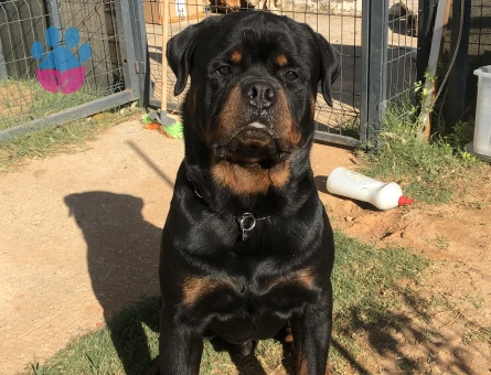 A scr’li Macar Koca Kafa Erkek Rottweiler Eş Arıyor