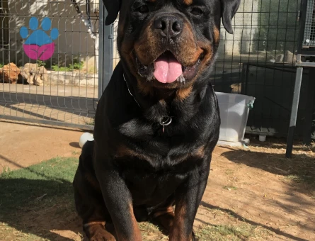 A scr’li Macar Koca Kafa Erkek Rottweiler Eş Arıyor