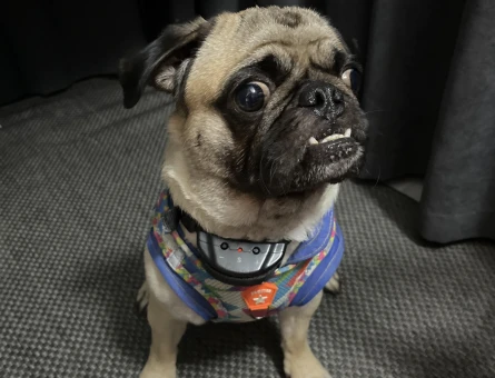 ERKEK PUG SAFKAN KÖPEĞİME KIRMA OLMAYAN DİŞİ ARIYORUM - 118978171
