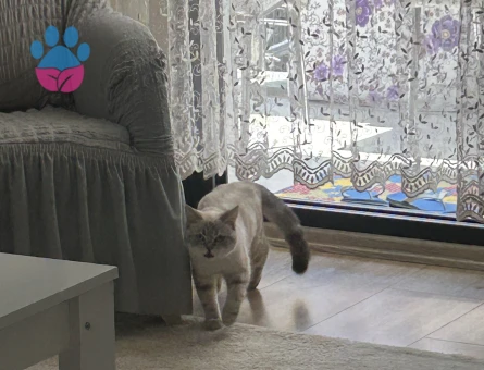 Siyam Kızıma Eş Arıyorum