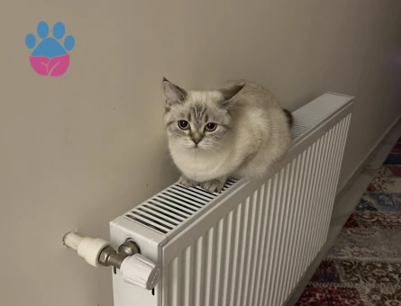 Siyam Kızıma Eş Arıyorum