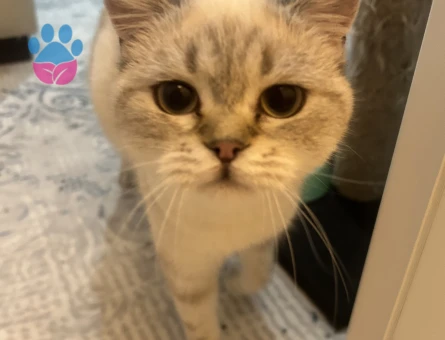 Siyam Kızıma Eş Arıyorum