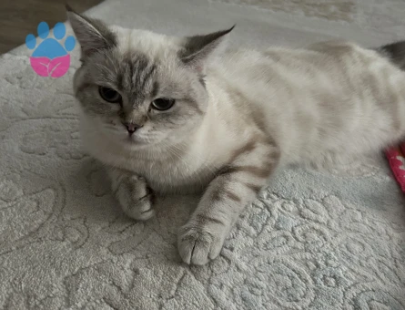 Siyam Kızıma Eş Arıyorum