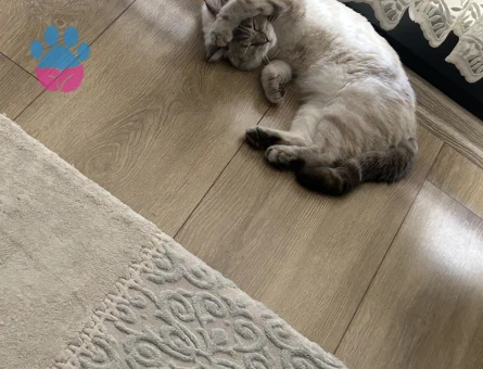 Siyam Kızıma Eş Arıyorum