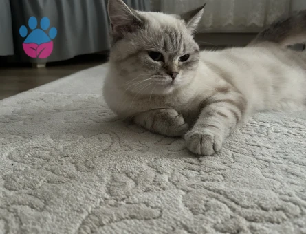 Siyam Kızıma Eş Arıyorum