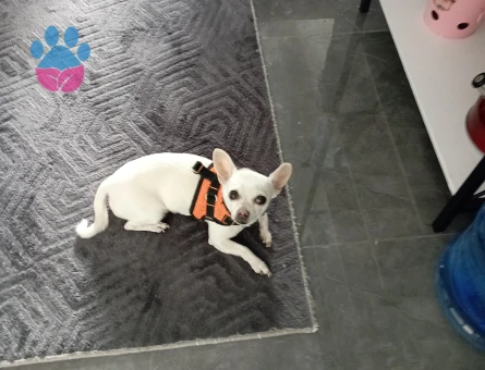 Chihuahua 5 Yaşında Eş Arıyor