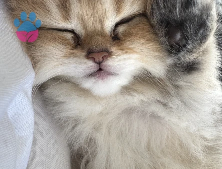 British longhair ev kedisi