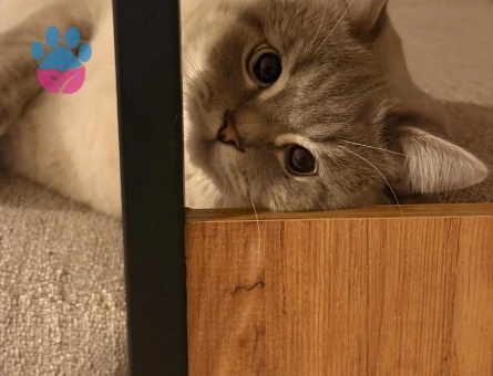British Shorthair oğlumuza eş arıyoruz