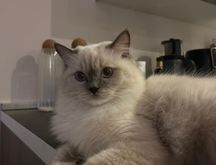 Ragdoll 2 Yaşında Kedime Eş Arıyorum - 118984338