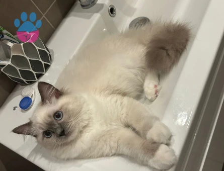 Ragdoll 2 Yaşında Kedime Eş Arıyorum