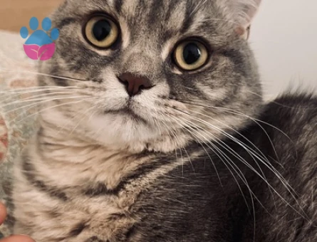 11 Aylık British Shorthair Oğluma Eş Arıyorum