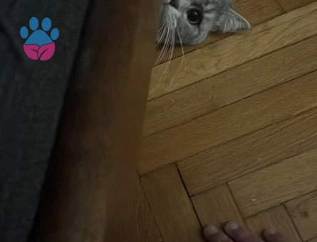 11 Aylık British Shorthair Oğluma Eş Arıyorum