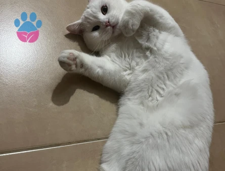 Erkek kedimiz sütlaç'a eş arıyoruz