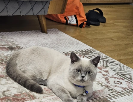 British Shorthair Odin Eş Arıyor - 118978778