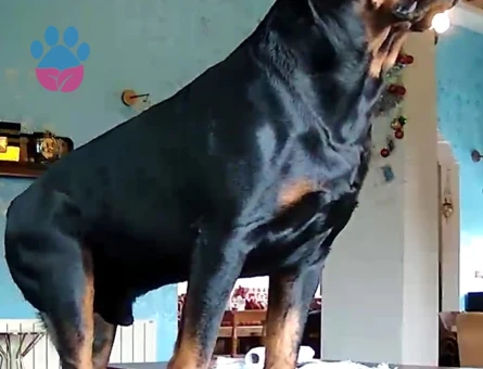 Rotweiler Oğlumuza eş arıyoruz
