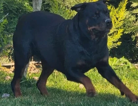 Rotweiler Oğlumuza eş arıyoruz - 118978783