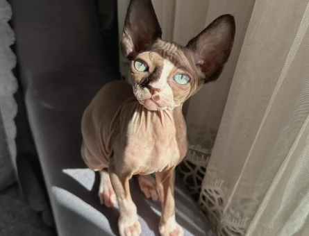 Sfenks kedi erkek eş arıyoruz - 118978786
