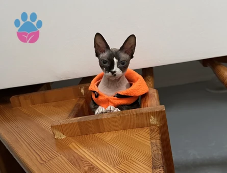 Sfenks kedi erkek eş arıyoruz