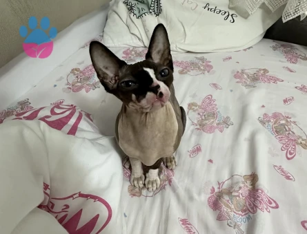 Sfenks kedi erkek eş arıyoruz