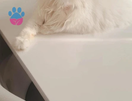 British Shorthair 1 Yaşında Eş Arıyor