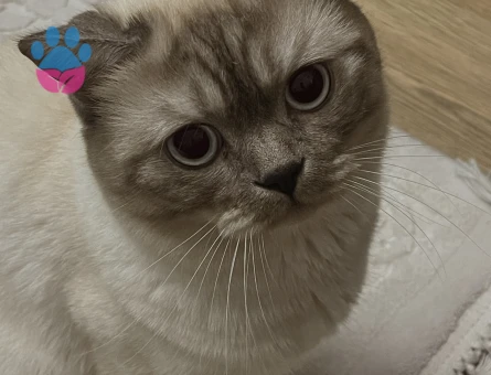 Saf British blue point çiftleştirme