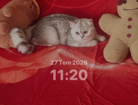 British Shorthair 11 Aylık Kızım Eş Arıyor - 118984640