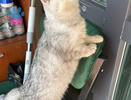 British Shorthair 11 Aylık Kızım Eş Arıyor