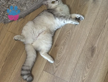 British Shorthair 11 Aylık Kızım Eş Arıyor