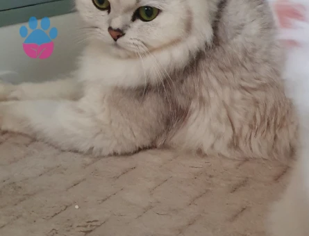 British Longhair 2 Yaşında Eş Arıyor - 118984646